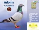 Adonis