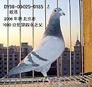 185