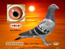 �ھ�֮ĸ