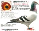 �Ǳ�F01-103579