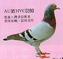 AU95HVC0390 .˹