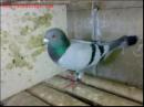��һ���ۡ���ʯ������ֱ��
