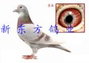 �¶�����ҵ