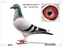 CHN2004-01-016347