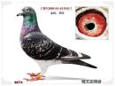 CHN2005-01-431943