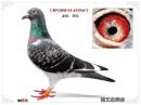 CHN2005-01-431944