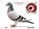 CHN2006-01-328003