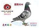 �˸� 534