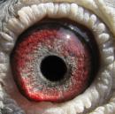 �Ǿ�,����,����ĸ�׸���