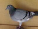 ʮ��-С��ھ�