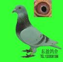 �����ָ�����