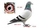 CHN2002-038197