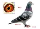 JPN98-17037