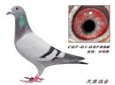 ����˹