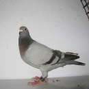 5oo﹫48 2007.07.165290