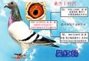 ɣ��ʿ�ָ�