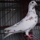 �¹�������ϵ