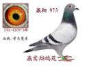 Ӯ��973