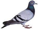 pigeon;dove