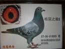 2���岨����ֱϵ
