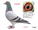 Ǭ���屦