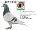ɣ��ʿ665