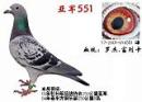 �Ǿ�551