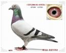 CHN2004-01-419536