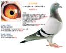 ������ֱŮ �����ִ�