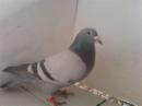 ����һ��ʮ��