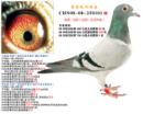 �ƽ�����Ӵ�101