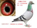 �Ҳ�����ղɭ�����Ǳ�