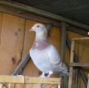 2008�＾500�������������