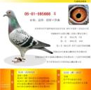 �ƽ����֮Ů666