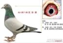 ��ŵ˹ղɭ