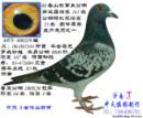 马克罗森斯