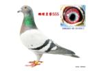 ���̻ʼ�555