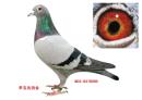 �ָ루�ƣ�B03-6376095