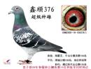 ˳376