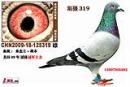 ��ǿ319