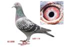����˹ԭ��AU2007-GFL-119�����ھ�ֱ���䰮����ֱ