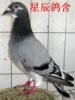 �ҵ��ָ�