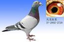 IF-2002-2720