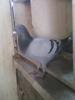 ղɭ731�Ӵ���