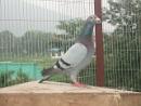 ˫�ھ����Ĺھ������������ĵ�ʮһ��ھ�
