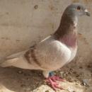 ��Ĭ��*ղɭ019