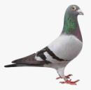 ���ᡢ��ɭ˹����ʿ��ֱϵ��