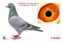 CHN2004-05-154940
