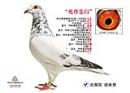 http://chaoyangwudi.chinaxinge
