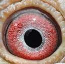 11������